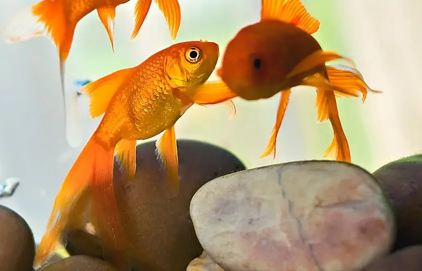 What Types of Fish Can Live Together in an Aquarium